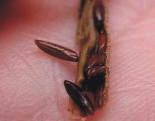 Сходам озимої пшениці шкодять різні види личинок злакових мух